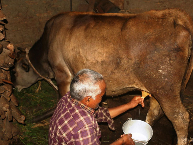 दूध बेचेरै बागलुङका किसानले कमाए ५ करोड